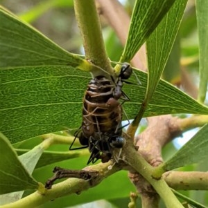 Jalmenus ictinus at Hughes, ACT - 5 Dec 2020 12:22 PM