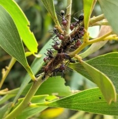 Iridomyrmex purpureus (Meat Ant) at Federal Golf Course - 5 Dec 2020 by JackyF