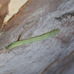 Geometridae (family) IMMATURE (Unidentified IMMATURE Geometer moths) at Cook, ACT - 30 Nov 2020 by AlisonMilton