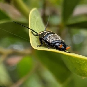 Ellipsidion australe at Hughes, ACT - 5 Dec 2020 12:19 PM