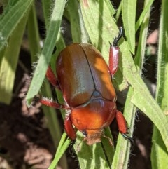 Anoplognathus montanus (Montane Christmas beetle) at Federal Golf Course - 5 Dec 2020 by JackyF