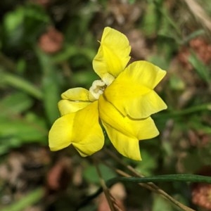 Goodenia pinnatifida at Hughes, ACT - 5 Dec 2020 12:45 PM