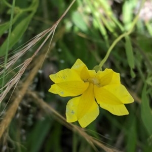 Goodenia pinnatifida at Hughes, ACT - 5 Dec 2020 12:45 PM