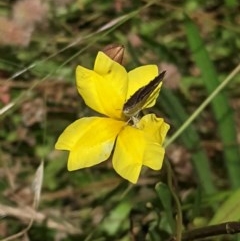 Goodenia pinnatifida at Hughes, ACT - 5 Dec 2020 12:45 PM