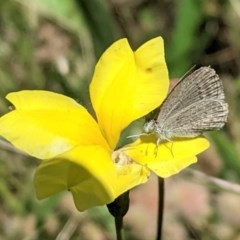 Zizina otis (Common Grass-Blue) at Federal Golf Course - 5 Dec 2020 by JackyF