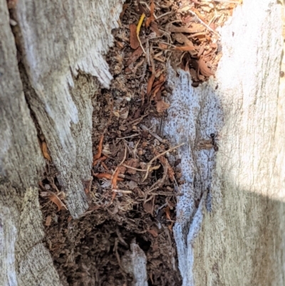 Papyrius nitidus (Shining Coconut Ant) at Federal Golf Course - 5 Dec 2020 by JackyF