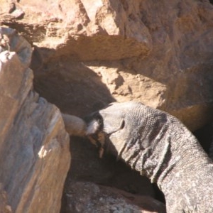 Varanus varius at Nangus, NSW - suppressed