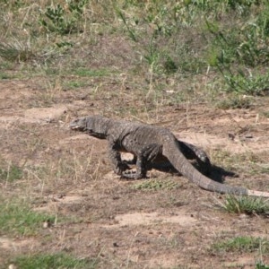 Varanus varius at Nangus, NSW - suppressed