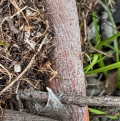 Papyrius nitidus (Shining Coconut Ant) at Hughes, ACT - 5 Dec 2020 by JackyF