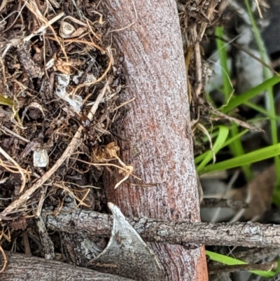 Papyrius nitidus (Shining Coconut Ant) at Federal Golf Course - 5 Dec 2020 by JackyF