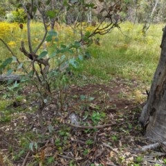 Papyrius nitidus at Hughes, ACT - suppressed
