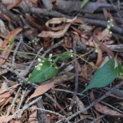 Fallopia convolvulus (Black Bindweed) at MTR591 at Gundaroo - 4 Dec 2020 by MaartjeSevenster