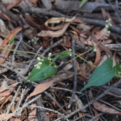 Fallopia convolvulus (Black Bindweed) at Gundaroo, NSW - 4 Dec 2020 by MaartjeSevenster