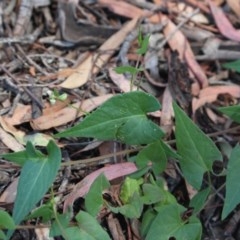 Fallopia convolvulus at Gundaroo, NSW - 4 Dec 2020