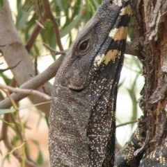 Varanus varius (Lace Monitor) at Nangus, NSW - 22 Nov 2019 by abread111