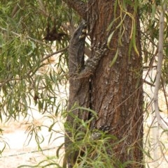 Varanus varius at Nangus, NSW - suppressed