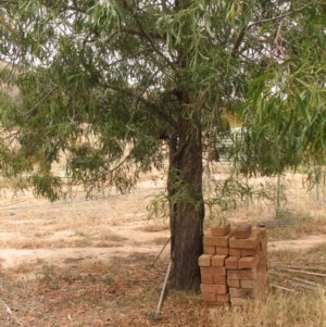 Varanus varius at Nangus, NSW - suppressed