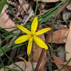 Tricoryne elatior (Yellow Rush Lily) at Federal Golf Course - 5 Dec 2020 by JackyF