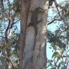 Varanus varius (Lace Monitor) at Nangus, NSW - 28 Oct 2009 by abread111