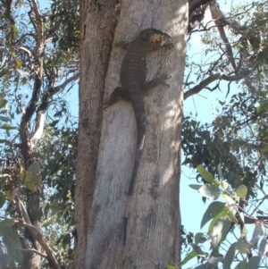 Varanus varius at Nangus, NSW - 28 Oct 2009