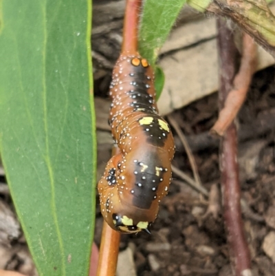 Oenochroma vinaria (Pink-bellied Moth, Hakea Wine Moth) at Federal Golf Course - 5 Dec 2020 by JackyF