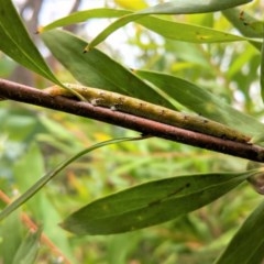 Oenochroma vinaria (Pink-bellied Moth, Hakea Wine Moth) at Federal Golf Course - 5 Dec 2020 by JackyF