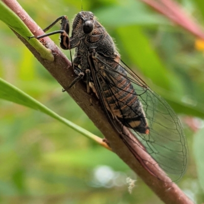 Yoyetta robertsonae (Clicking Ambertail) at Red Hill, ACT - 5 Dec 2020 by JackyF