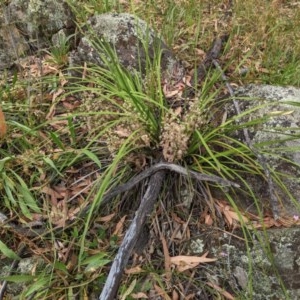 Lomandra multiflora at Red Hill, ACT - 5 Dec 2020