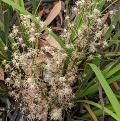 Lomandra multiflora at Red Hill, ACT - 5 Dec 2020