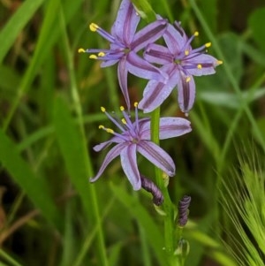 Caesia calliantha at Red Hill, ACT - 5 Dec 2020