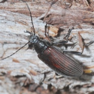 Homotrysis cisteloides at Acton, ACT - 2 Dec 2020 05:18 PM