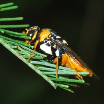 Pergagrapta sp. (genus) (A sawfly) at Hawker, ACT - 2 Dec 2020 by Harrisi