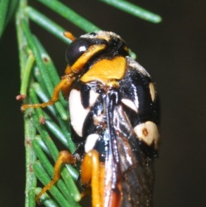 Pergagrapta sp. (genus) at Hawker, ACT - 2 Dec 2020