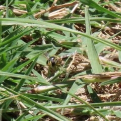 Simosyrphus grandicornis (Common hover fly) at Fyshwick, ACT - 4 Dec 2020 by RodDeb