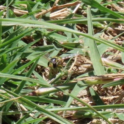 Simosyrphus grandicornis (Common hover fly) at Jerrabomberra Wetlands - 4 Dec 2020 by RodDeb