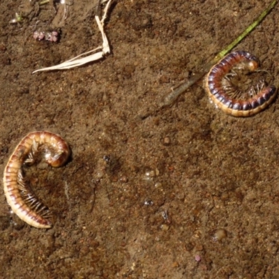 Diplopoda (class) (Unidentified millipede) at Fyshwick, ACT - 3 Dec 2020 by RodDeb