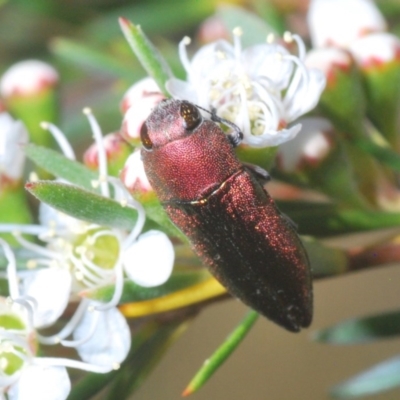 Melobasis propinqua (Propinqua jewel beetle) at Downer, ACT - 4 Dec 2020 by Harrisi