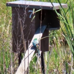 Psephotus haematonotus at Fyshwick, ACT - 4 Dec 2020