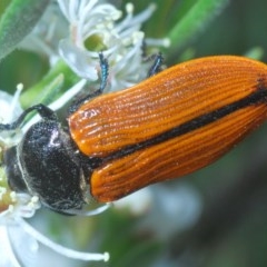 Castiarina rufipennis (Jewel beetle) at Downer, ACT - 4 Dec 2020 by Harrisi