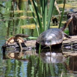 Chelodina longicollis at Fyshwick, ACT - 4 Dec 2020 12:11 PM