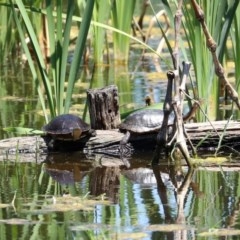 Chelodina longicollis at Fyshwick, ACT - 4 Dec 2020