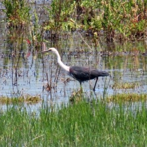 Ardea pacifica at Fyshwick, ACT - 4 Dec 2020