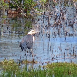 Ardea pacifica at Fyshwick, ACT - 4 Dec 2020