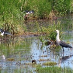 Ardea pacifica at Fyshwick, ACT - 4 Dec 2020 11:20 AM