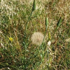 Tragopogon dubius at Cook, ACT - 4 Dec 2020 07:59 AM