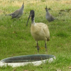 Threskiornis molucca at Macarthur, ACT - suppressed