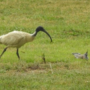 Threskiornis molucca at Macarthur, ACT - suppressed