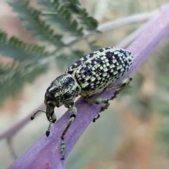 Chrysolopus spectabilis (Botany Bay Weevil) at Gundaroo, NSW - 4 Dec 2020 by MatthewFrawley