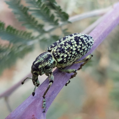 Chrysolopus spectabilis (Botany Bay Weevil) at Gundaroo, NSW - 5 Dec 2020 by MatthewFrawley