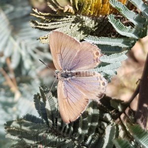 Jalmenus icilius at Gundaroo, NSW - 5 Dec 2020